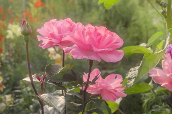 Yumuşak Bir Yaz Günü Bahçede Pembe Güller Açar — Stok fotoğraf