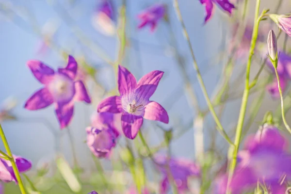 Очаровательные Фиолетовые Цветы Лесных Колоколов Солнечное Лето Счастливое Мягкое Утро — стоковое фото