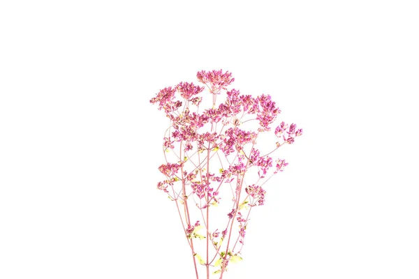 白地に咲く植物オレガノ分離の本当の枝 — ストック写真
