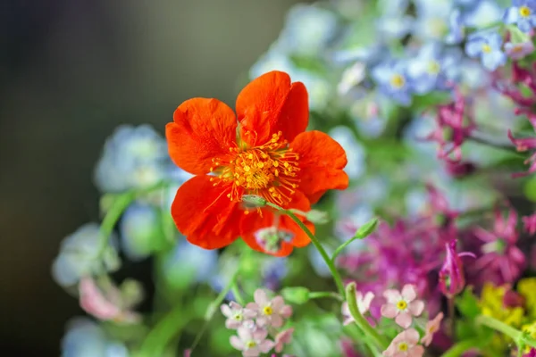 Очаровательный Оранжевый Летний Таинственный Цветок Многоцветном Позитивном Букете — стоковое фото