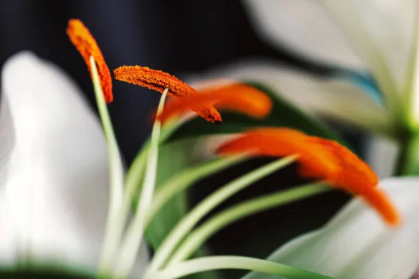 Prawdziwy Zbliżenie Pomarańczowe Stamens Białe Lilie Dla Oryginalnego Nastroju — Zdjęcie stockowe