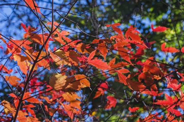 Real Pretty Autumn Red Leaves Blue Soft Sky Background — Stock Photo, Image