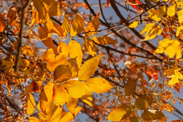 Skutečný Pěkný Slunečný Zlatý Podzim Listy Modré Obloze Pozadí — Stock fotografie