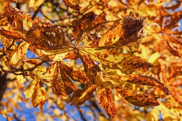 Echte Gouden Herfstkastanjebladeren Zonlicht Gelukkig Herfstweer — Stockfoto