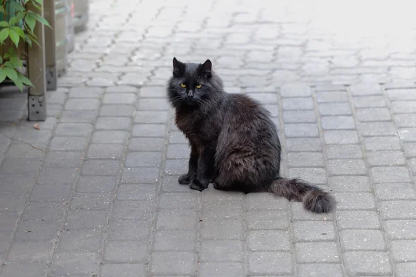 毛茸茸的黑垃圾猫 — 图库照片