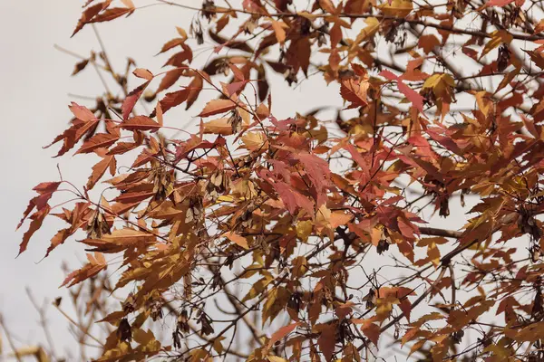 Herfstbladeren aan de boom — Stockfoto