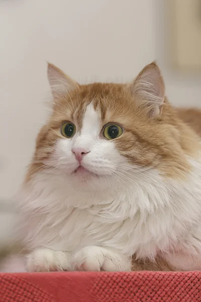 Beau chat rouge en méditation — Photo