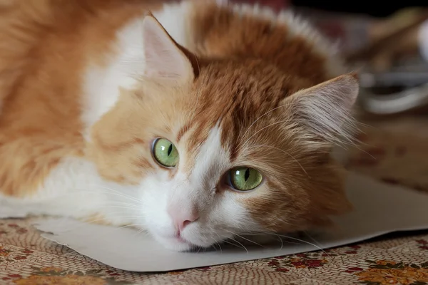 夢の中で美オレンジ オレンジ色の白い猫 — ストック写真