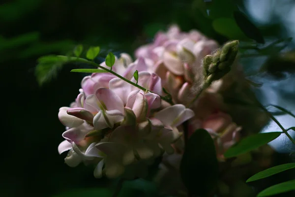 Квітуча рожева троянда акація — стокове фото