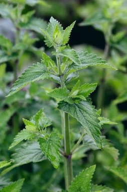 Melissa bahçede büyür