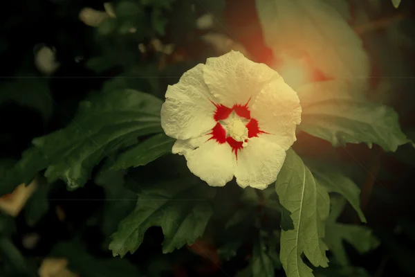 Vacker vit blomma belyst — Stockfoto