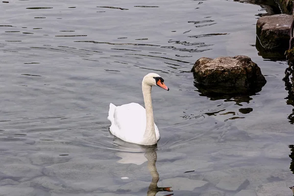 Nice white swan on water — Stock Photo, Image