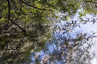 Su üstünde ağaç dalları