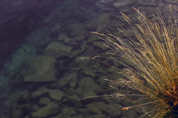 Trockenes Gras über dem Wasser — Stockfoto