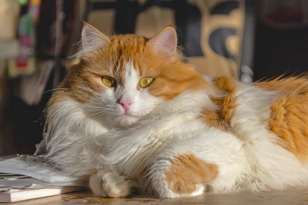 Μεγάλο ευτυχισμένη κόκκινο γάτα με κίτρινα μάτια — Φωτογραφία Αρχείου