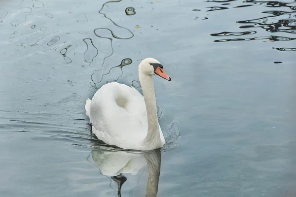 Nice white swan — Stock Photo, Image