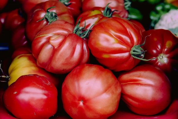 Family of red fresh tomato — Stock Photo, Image