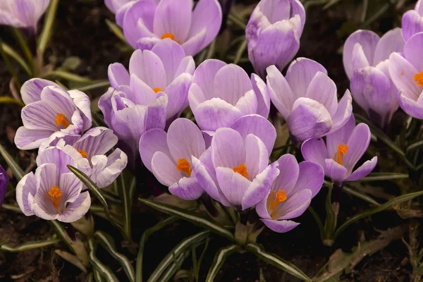 Пурпурные маленькие крокусы — стоковое фото
