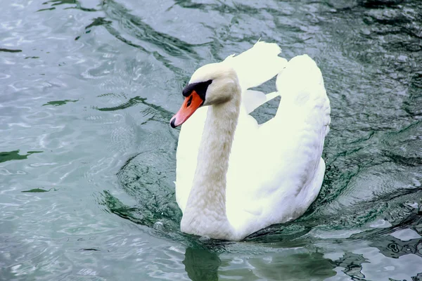 Velká bílá labuť — Stock fotografie