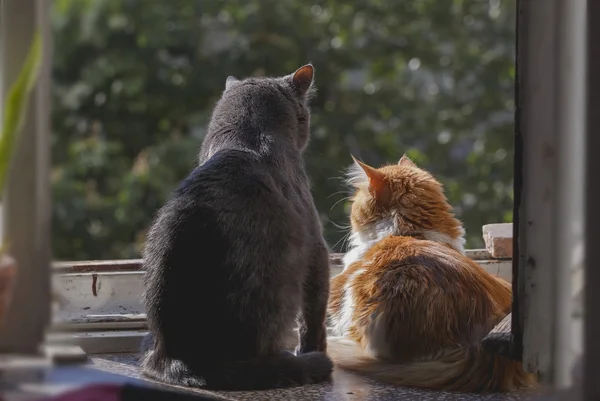 Dwa koty w oknie — Zdjęcie stockowe