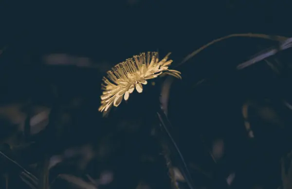 Diente de león en la oscuridad — Foto de Stock