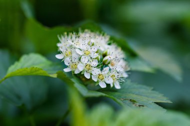 Bahar beyaz çiçekler çalı