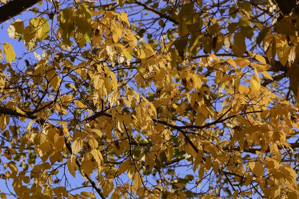 Yellow leaves of autumn — Stock Photo, Image