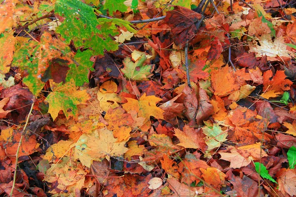 Multicolors herfstbladeren gevallen — Stockfoto