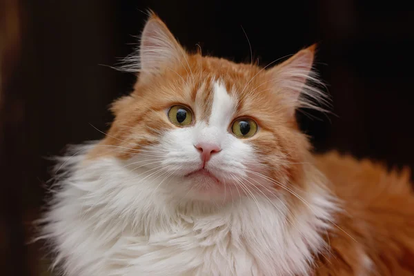 瞑想で赤い猫 — ストック写真