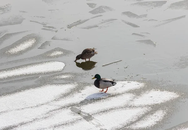 Dos patos sobre hielo — Foto de Stock
