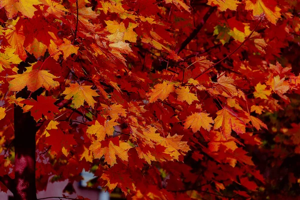Sunny scarlet autumn — Stock Photo, Image