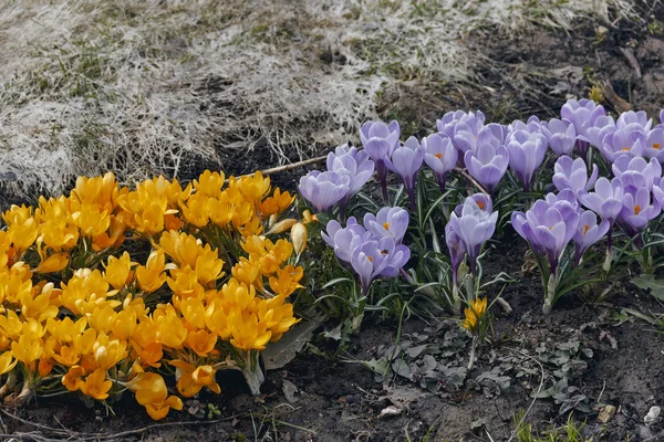Весенние желтые и фиолетовые крокусы — стоковое фото