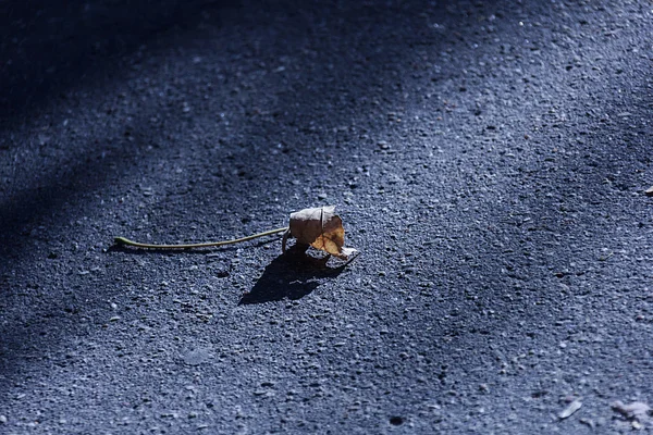 Petite feuille d'automne sèche sur asphalte gris — Photo