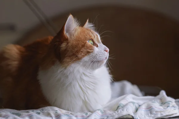 Röd katt i drömmar — Stockfoto