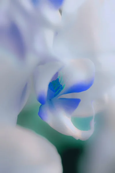 Schlaforchideen in Blautönen — Stockfoto