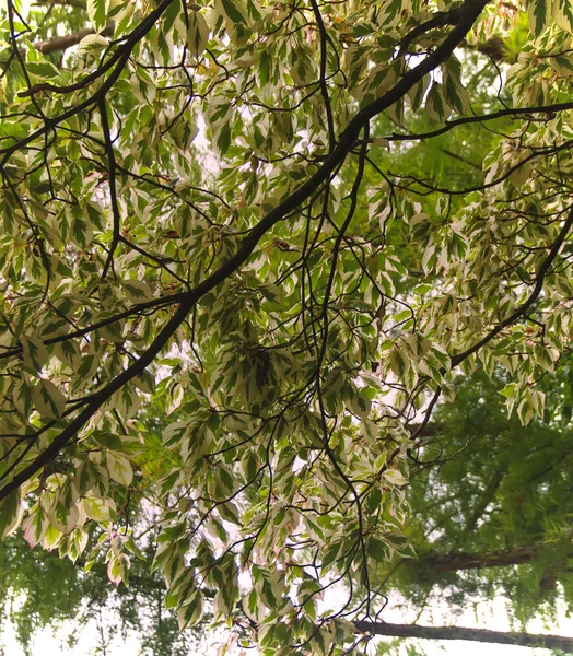 メープル フラミンゴ — ストック写真