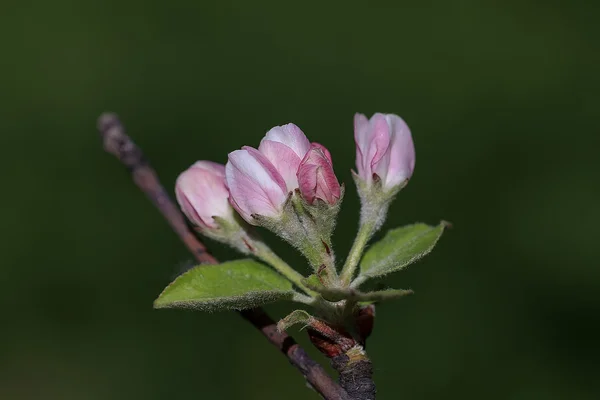 Tender pink buds of Apple on the branch — Stock Photo, Image