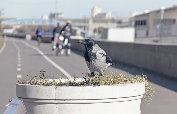 Corvo sulle fioriere di strada — Foto Stock