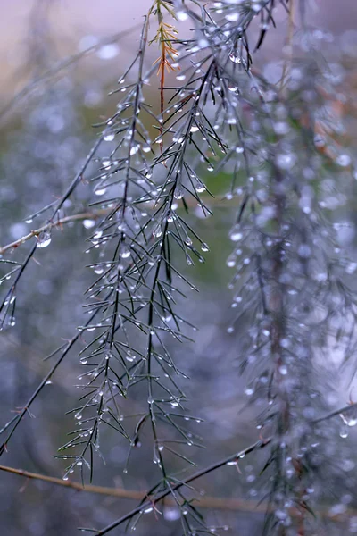 Tropfen auf die Äste im Licht des herbstlichen Sonnenuntergangs — Stockfoto