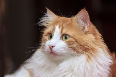 Oda güzel kırmızı ve beyaz kedi