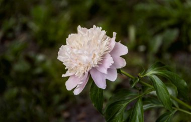 Bush pembe şakayık
