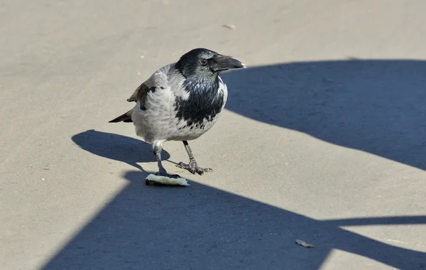 Crow pe asfalt într-o zi însorită — Fotografie, imagine de stoc