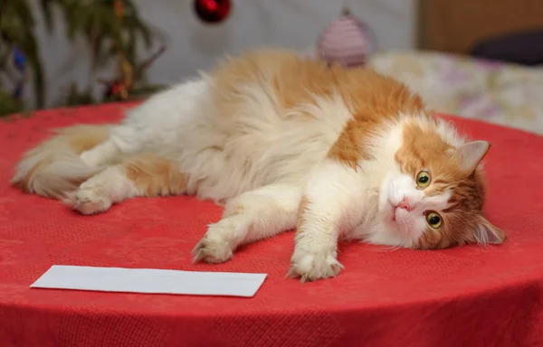 Gato rojo está en la mesa con un mantel rojo — Foto de Stock