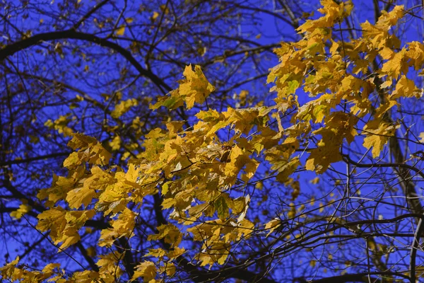 Yellow maple leaves — Stock Photo, Image