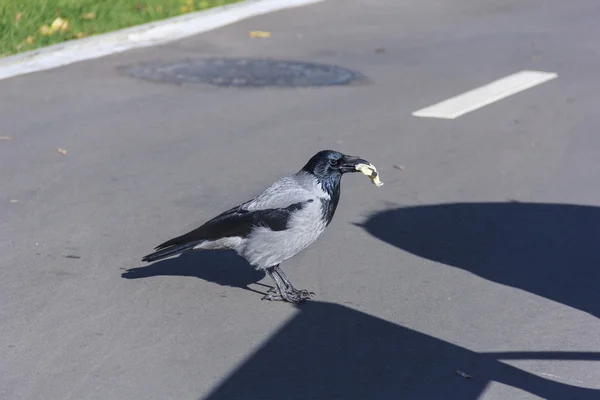 Crow pâine în cioc — Fotografie, imagine de stoc