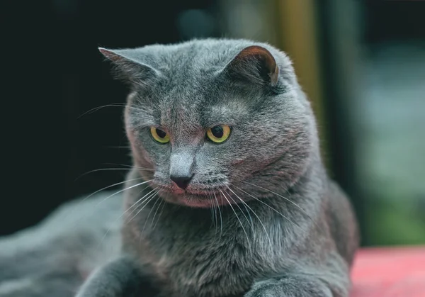 Focando gato cinza com olhos amarelos — Fotografia de Stock