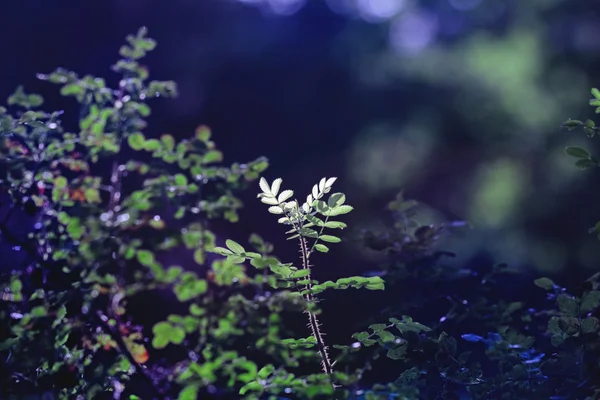 Blütenblätter eines wilden Rosenstrauches im Sonnenlicht — Stockfoto