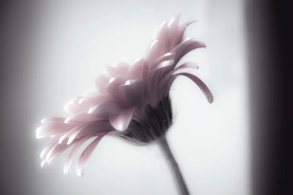 Flor de gerbera rosa em borrão — Fotografia de Stock