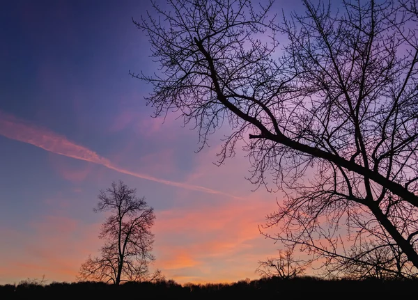 Silhueta árvore de inverno agradável do céu da alvorada — Fotografia de Stock