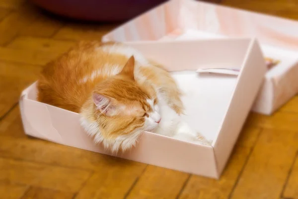 Красная кошка спит в розовой коробке — стоковое фото